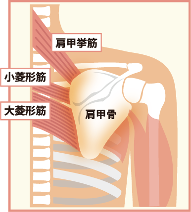 肩甲骨のイラスト